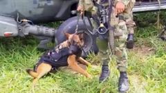 Wilson, el perro de rescate que ayud durante la bsqueda de los nios en la selva colombiana