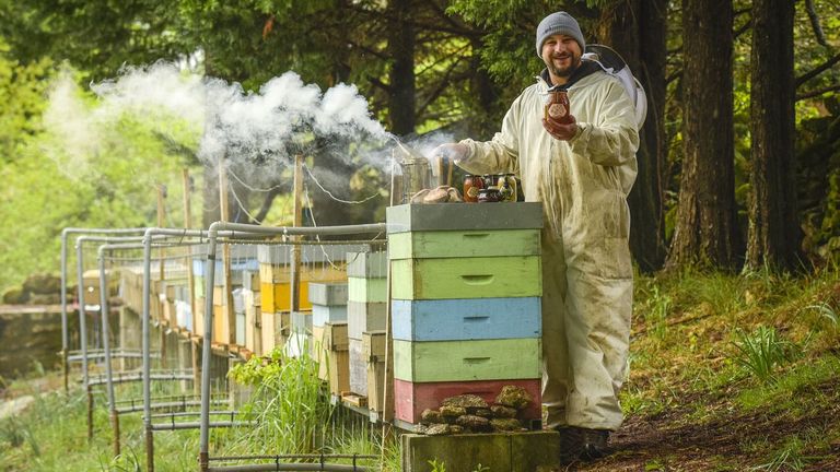 El domador de diez millones de abejas hace miel y cultiva setas en troncos
