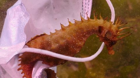 Un caballito de mar enroscado en una mascarilla sanitaria en el fondo de la ría de Pontevedra