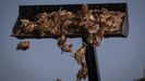 Sacrificio de las gallinas en una granja de Valladolid por culpa de la gripe aviar