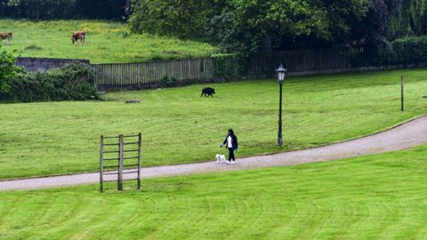 Un jabal� paseando por La Corredoria