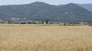 Terrenos dedicados a trigo en la comarca ourensana de A Limia 