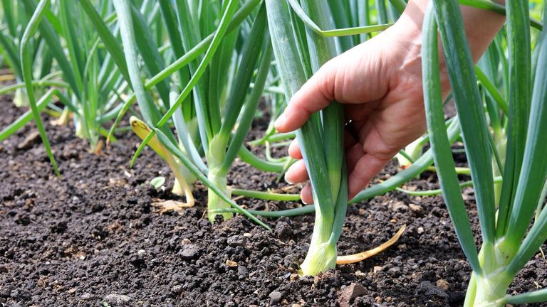 La cebolla: un cultivo de rotación para equilibrar los ingresos de las granjas