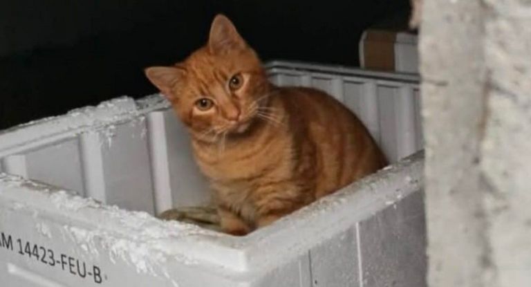 Adopta Galicia denuncia la «falta de empatía» por no ayudar a un gato que se murió ahogado en el Lérez