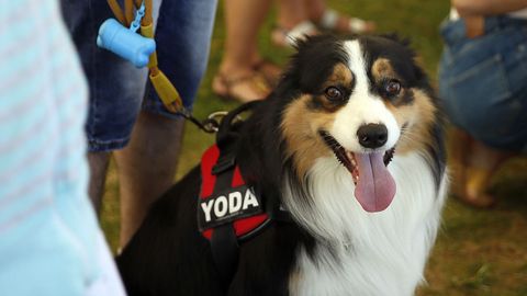 Concurso nacional canino en Porto do Son