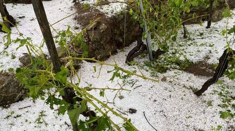 Cepas arrasadas por el pedrisco, el pasado miércoles, en la ribera chantadina de San Fiz