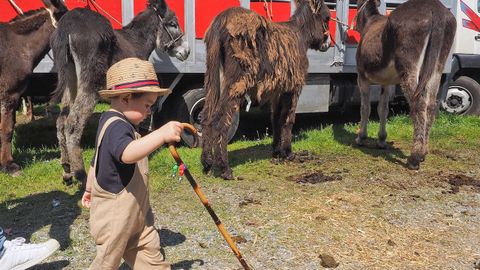 Un pequeño se pasea delante de un grupo de burros en la feria caballar