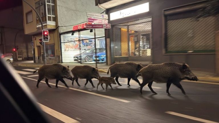 Seis jabalíes se pasean el sábado por la noche por las calles de Monforte