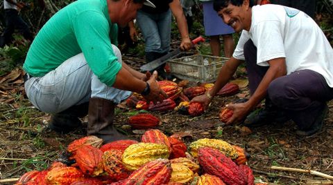 Agricultores da Amazonia ecuatoriana colleitan os froitos do cacao para o seu procesado