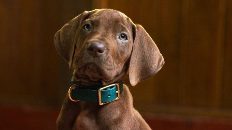Scooby-Doo será por primera vez un perro real en la serie de