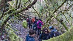 Participantes en un recorrido guiado por el bosque madroños de Vilamarín el pasado día 4
