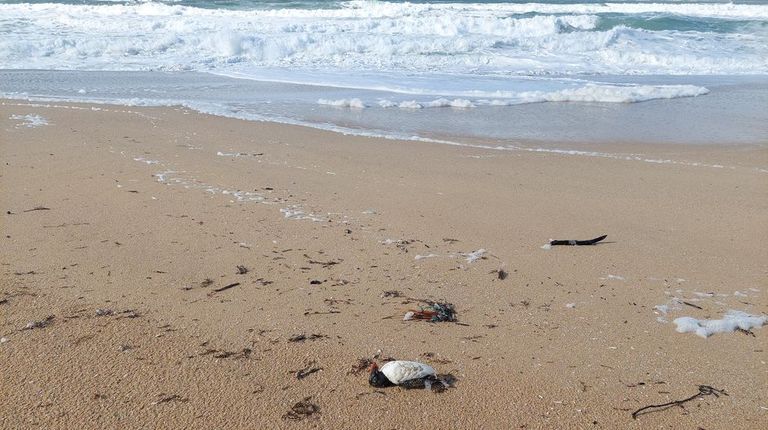 El tren de borrascas, que mata aves en el mar, no trastoca la estancia de las invernantes en las Rías Baixas