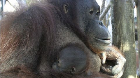 Orangutn de Borneo, especie en peligro de extincin por el cultivo de palma