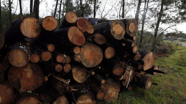 Madera apilada en montes de Barbanza