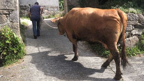 La vaca Rosita, de ms de 1.000 kilos de peso y 10 aos de vida, pase ayer por ltima vez por las corredoiras de Cornes, antes de partir hacia el matadero