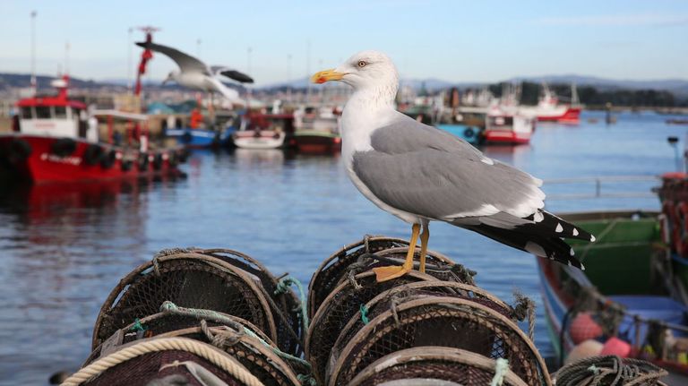 <span lang="gl">Detectado un novo caso de gripe aviaria en Galicia, o décimo en aves silvestres no que vai de ano</span>