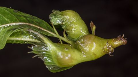 Las larvas de la avispilla (Dryocosmus kuriphilus) se desarrollan durante el invierno en el interior de las yemas de los castaos, haciendo que se formen agallas en los tejidos vegetales afectados