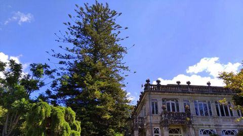 Araucaria de la isla de Norfolk, un magnífico ejemplar en el pazo de Lourizán