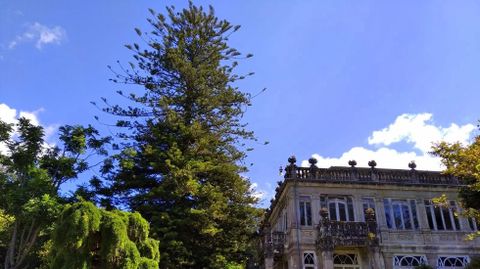 Araucaria de la isla de Norfolk, un magnfico ejemplar en el pazo de Lourizn