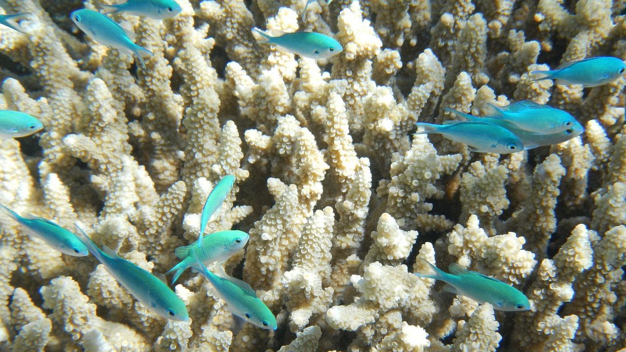 La gran biodiversidad de los arrecifes de Belice.La presa de Eiras alcanz en marzo el cien por cien de su capacidad