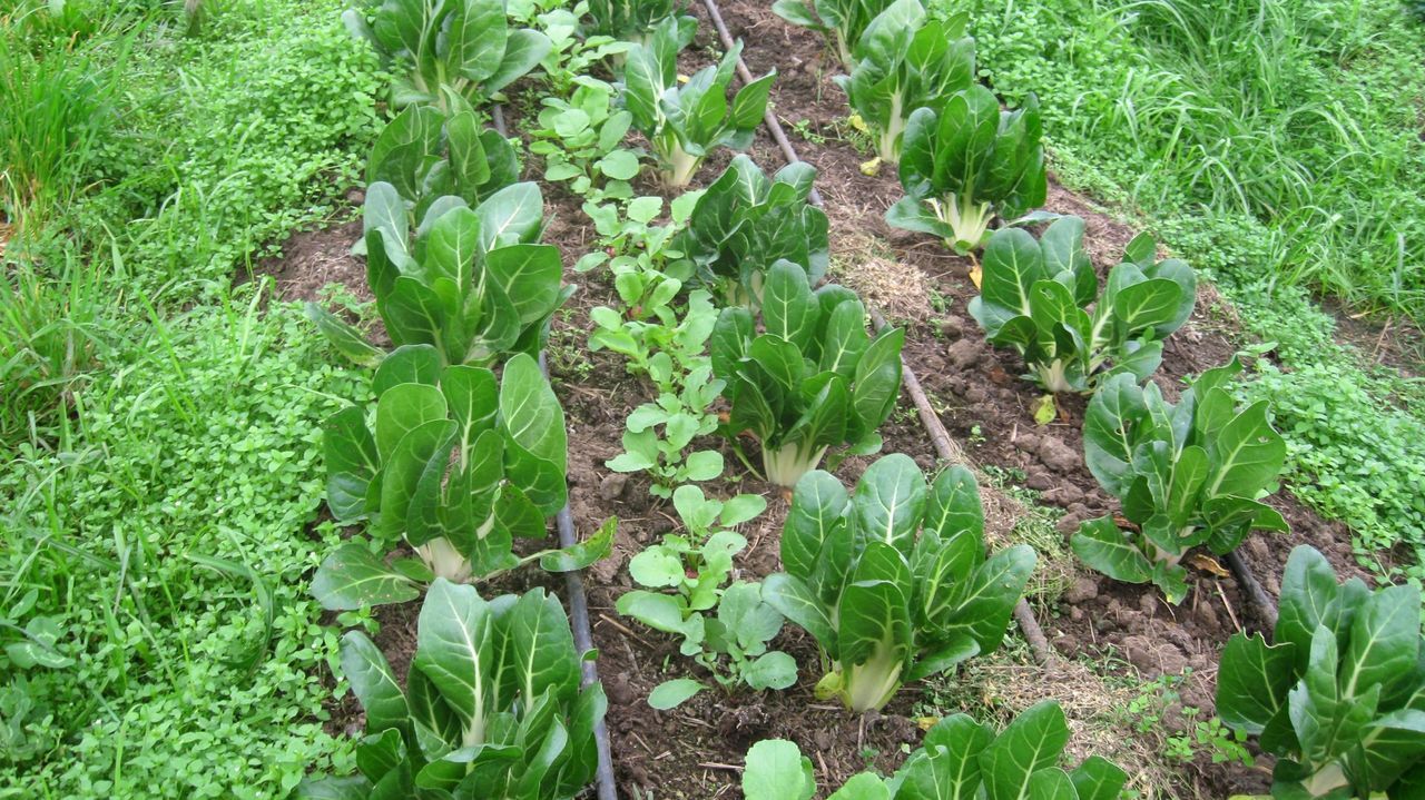 Visitamos las obras de rehabilitaci&oacute;n del pazo de Goi&aacute;ns en Boiro.Lu&iacute;s desp&iacute;dese de A Tasca, que pasar&aacute; a mans doutro propietario
