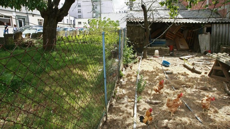 Los gallineros de autoconsumo abundan todavía en muchas zonas de Galicia.