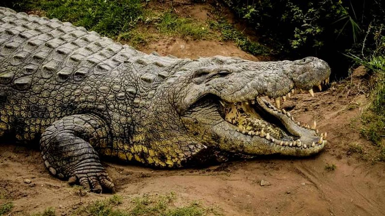 El cocodrilo más longevo del mundo cumple 114 años