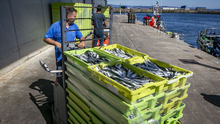 Una sardina que «dá a talla», en las plazas de Barbanza a 9 y 10 euros el kilo