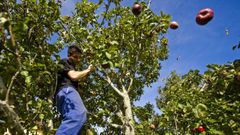 Las cuadrillas de las empresas recolectan la mayor parte de la produccin de manzanas, que antes recogan los propietarios