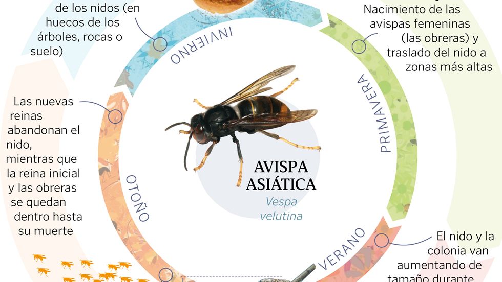 El ciclo anual de la avispa asi�tica