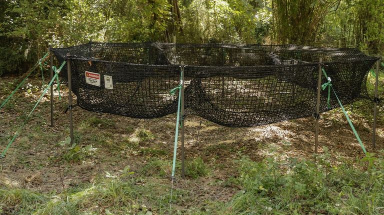 Lugo estrena un sistema de trampas para cazar jabalíes en pleno entorno urbano