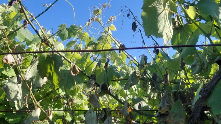 Lluvias, tormentas y calor: aconsejan extremar la vigilancia contra el mildiu