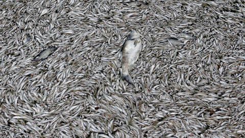 Peces muertos flotando en un lago contaminado de Vietnam