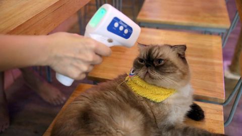 Control de la temperatura a un gato en el café Caturday Cat de Bangkok