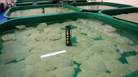 Rodaballos en una planta de acuicultura de Galicia, en una imagen de archivo