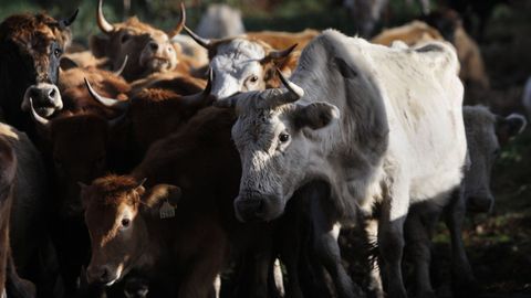 El saneamiento del ganado vacuno es uno de los mayores ejemplos de riesgo para los veterinarios.