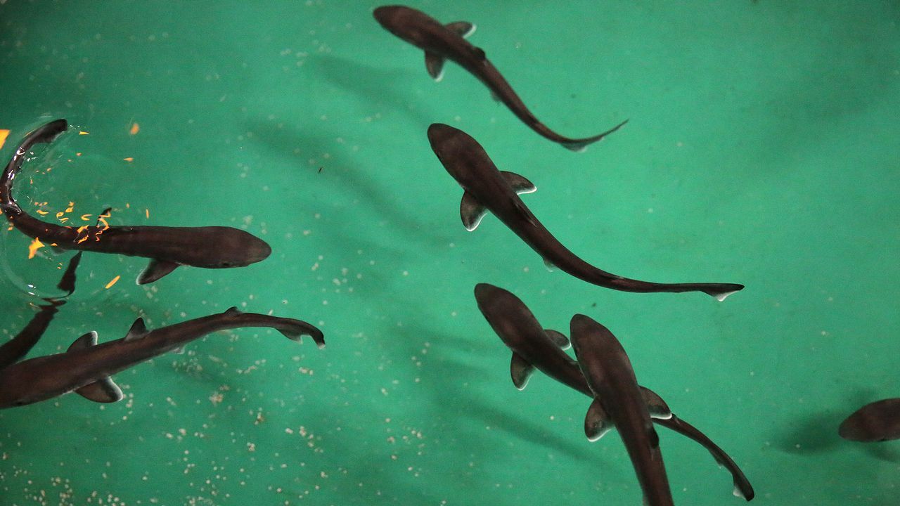 Un pescador de O Grove entrega en el acuario un tiburón cazón que dio a luz a 24 crías.En Gargantúa se aprecia un disco brillante, como el de Saturno, y el efecto de lente gravitacional. La parte brillante superior e inferior, en realidad, se trata de un espejismo