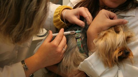 Vacunación de un perro en una clínica veterinaria, en una imagen de archivo