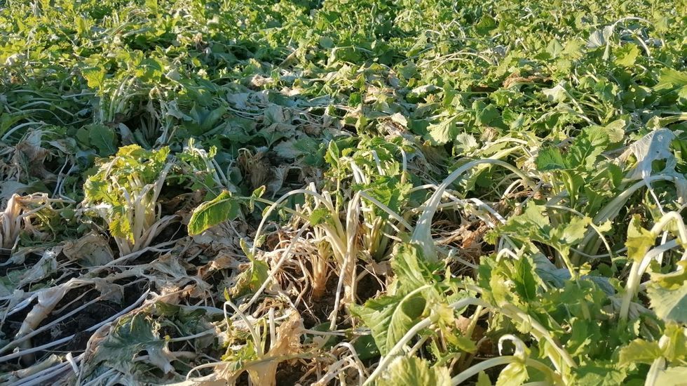 Grelos da�ados por las heladas del pasado mes de enero en un campo de A Pobra do Broll�n