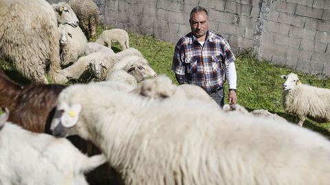 Tito Gabián cuida a sus ovejas en la aldea de Oroso en el concello de Avión
