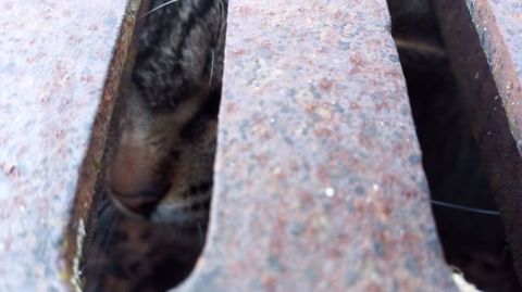 El gato atrapado en una alcantarilla en Nantes