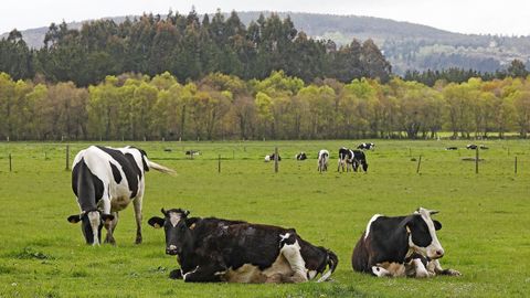 Vacas frisonas en un prado del concello lucense de Guitiriz