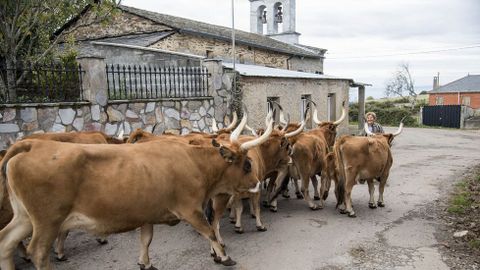 Un rebao de vacas cachenas en Xestoso