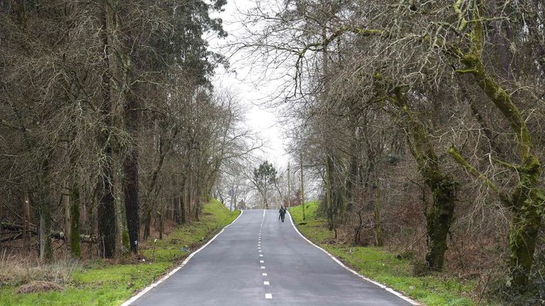 Los dueños del pino gigante que cayó sobre una conductora en Caldas tenían orden de cortarlo, pero no hicieron caso