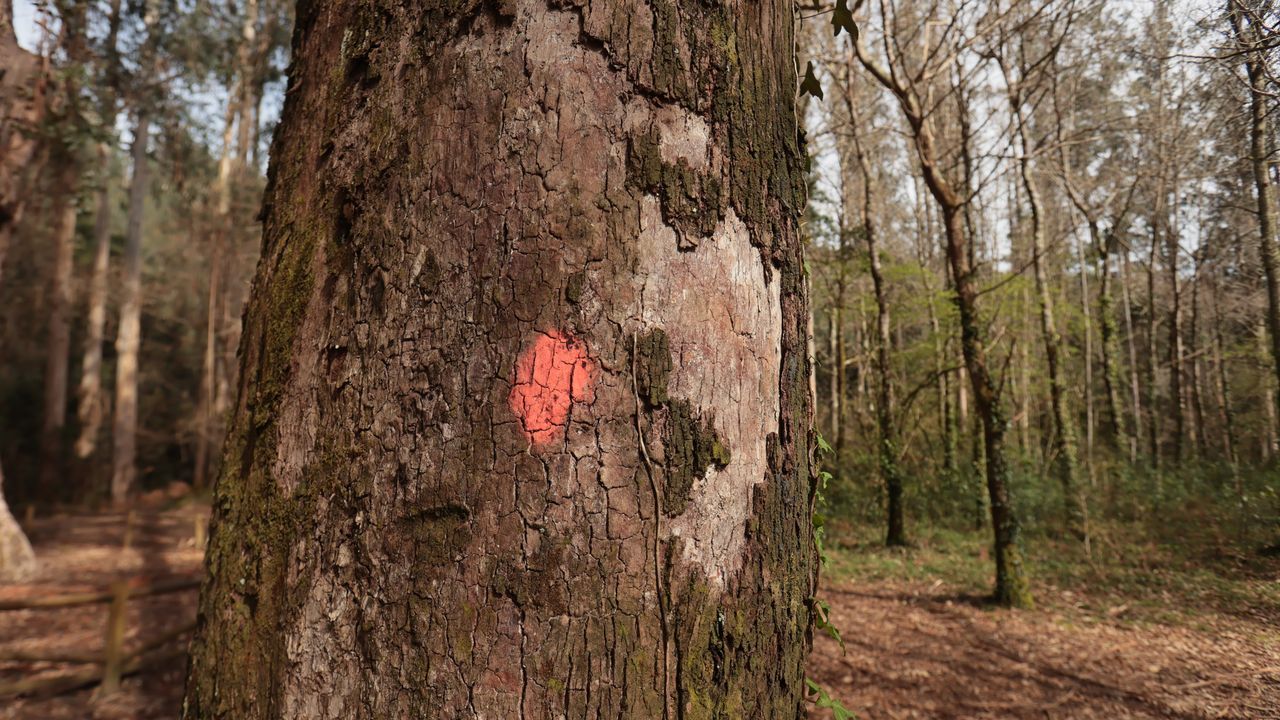 Estado deplorable del Souto da Retorta.La mejora en la conservaci�n de las palmeras del paseo mar�timo de Covas es muy visible