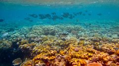 A Gran Barreira de corais australiana