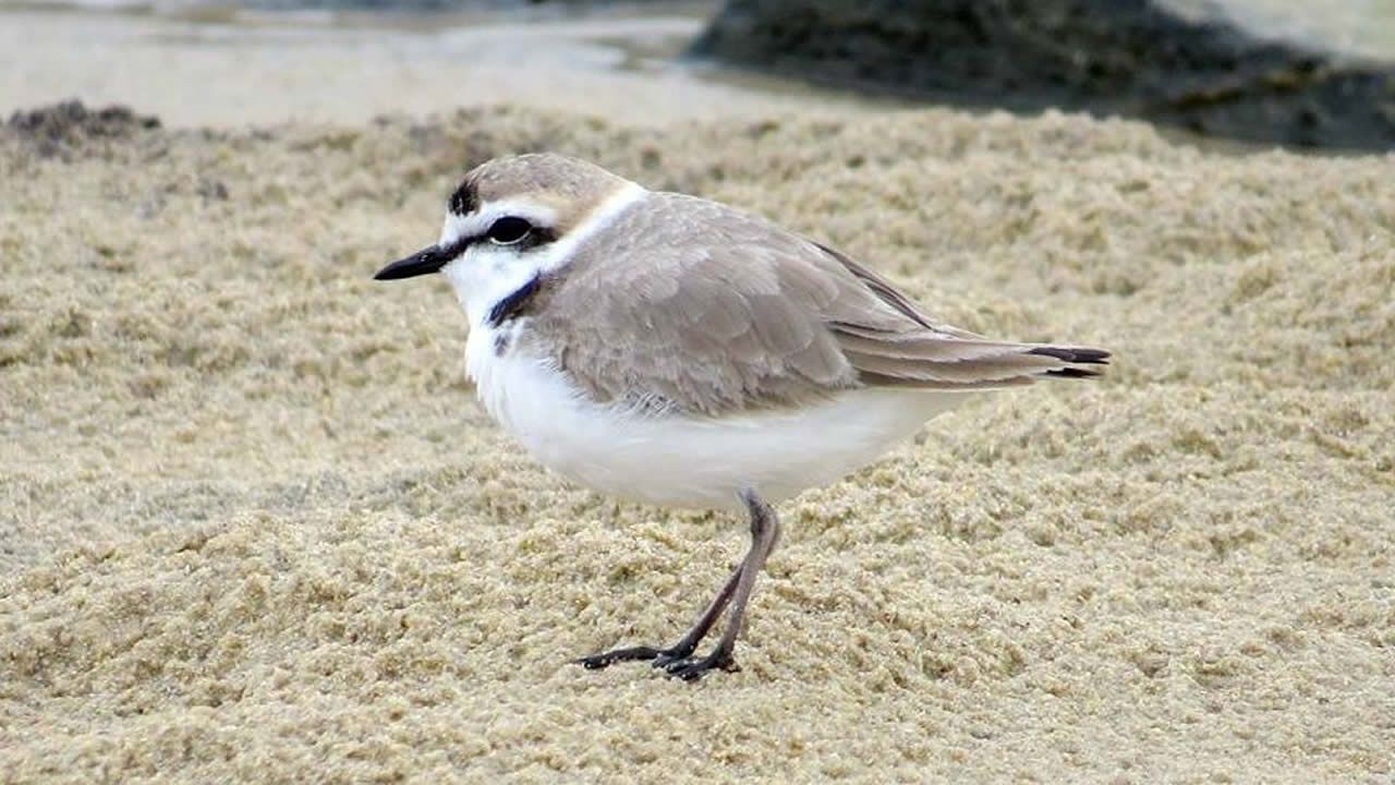 El impactante momento de la emancipacin de los oseznos.Los caballos salvajes del desierto de Namibia son una de las especies amenazadas: hienas y sequas los han reducido a solo 74 ejemplares.