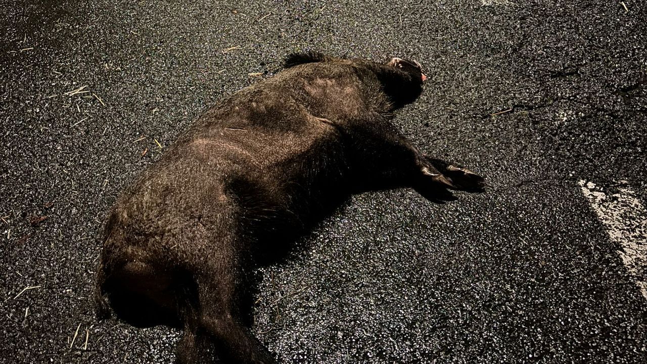 El jabal� muerto, en un arc�n de la carretera N-550 en Alba, en Pontevedra