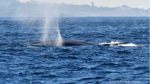 Madre e hija, dos ballenas azules, podrían estar alimentándose 
