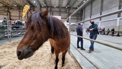 El caballo de raza gallega estuvo presente en Expolugo el pasado fin de semana 